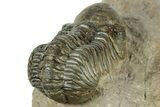 Detailed Reedops Trilobite - Atchana, Morocco #322278-4
